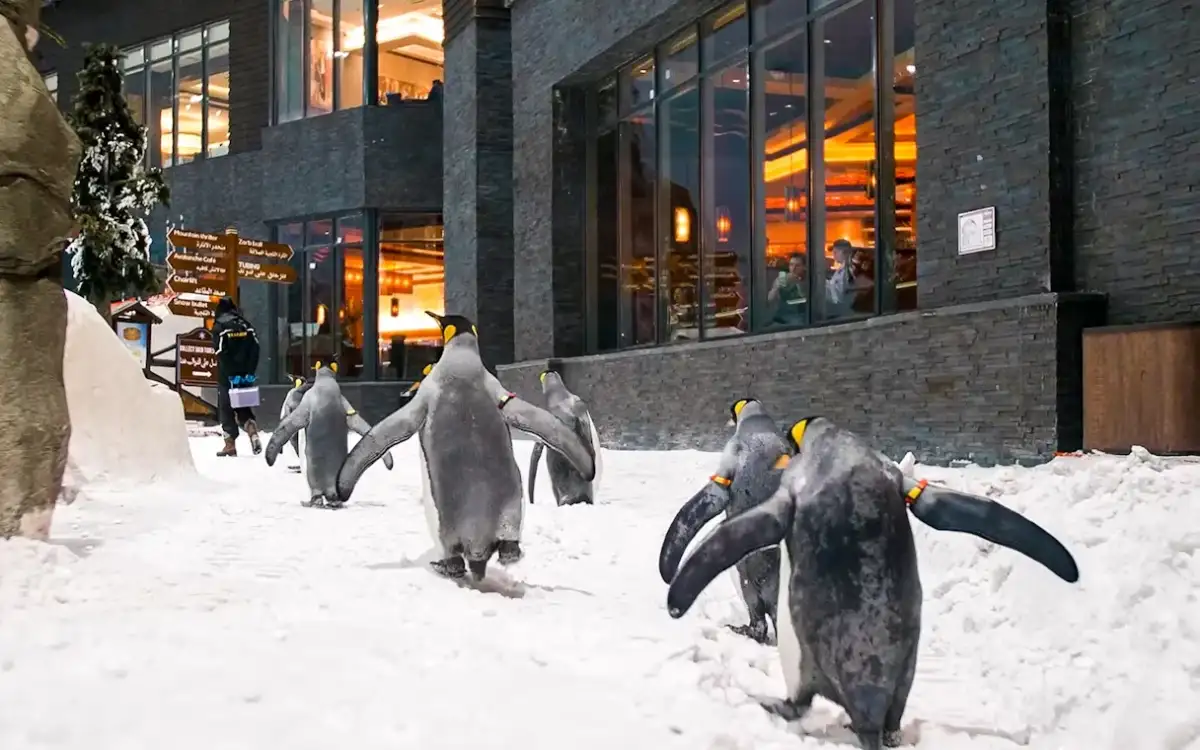 The facilities in skiing in Dubai are an unforgettable experience.