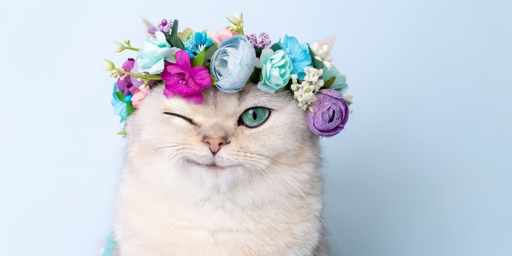 گلابی گربه درختی؛ جاذبه‌ای جادویی در عجمان این زمستان!